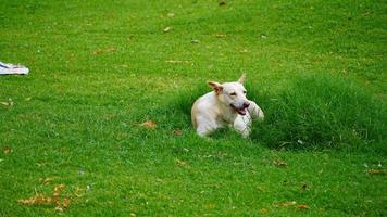 immagine del cane da solo su strada india foto