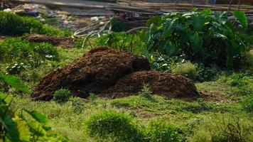 sterco di vacca in agricoltura biologica foto