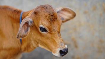 il simpatico vitello marrone. foto