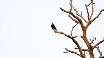 corvo nero sullo sfondo bianco dell'albero foto
