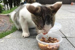 gatto soriano grigio sta mangiando cibo umido per gatti foto