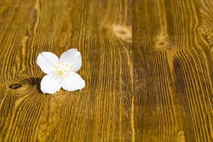 bellissimo fiore di gelsomino bianco foto