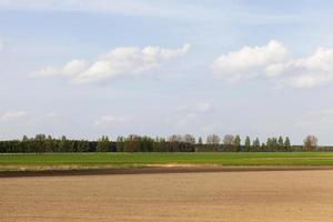 campo agricolo, cielo foto