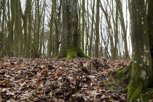 foresta di aceri in autunno foto