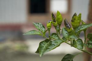 peperoncino verde sulla vista naturale del ramo di albero foto
