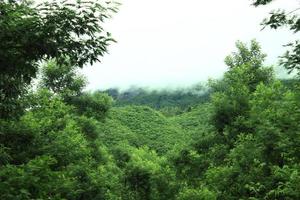 montagna verde coperta di nuvole e alberi foto