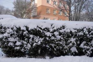 cespugli verdi nella neve foto