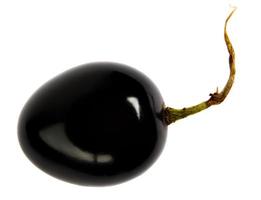 una bellissima bacca d'uva nera con una coda è isolata su uno sfondo bianco. foto