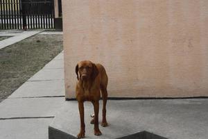 un cane visla ungherese che sta in piedi davanti a un edificio foto