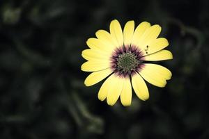 un primo piano di un bel fiore giallo foto