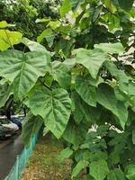 una pianta verde in un giardino foto