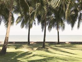 palme da cocco verdi sull'erba in spiaggia soleggiata foto