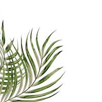 foglie verdi di palma isolato su sfondo bianco foto