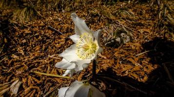 2022 02 05 mosson helleborus niger 2 foto