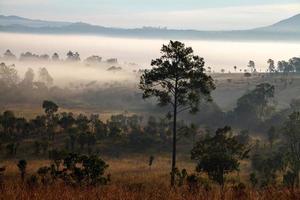 mattina nebbiosa alba e pino in montagna al parco nazionale di thung salang luang phetchabun, tailandia foto