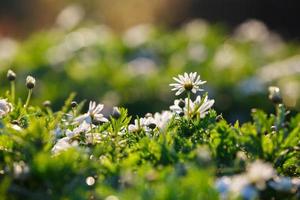 bellissimi fiori di crisantemo bianco con bokeh al mattino foto