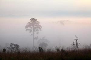 nebbia nella foresta al parco nazionale di thung salang luang phetchabun, tailandia foto