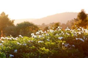 bellissimi fiori di crisantemo bianco con bokeh al mattino foto