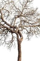 ramoscelli d'albero con tronchi e rami spogli foto