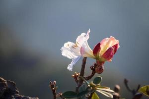 Fiore di rododendro ludwigianum mille anni rosa bianca a doi luang chiang dao a chiang mai, thailandia foto