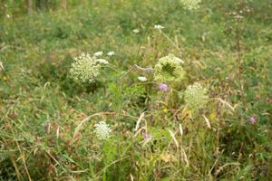 fiore nell'erba al sole foto