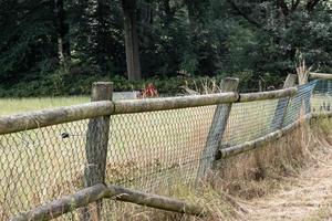 staccionata in legno nel parco foto