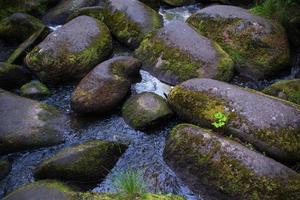 un fiume di montagna con enormi pietre con muschio verde. foresta selvaggia della taiga. foto