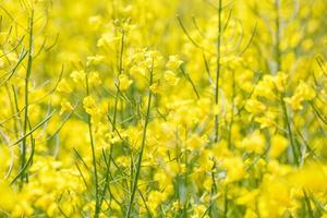 campo di bel fiore d'oro primaverile di colza primo piano su sfondo sfocato, colza colza in latino brassica napus con strada rurale e bella nuvola, colza è pianta per l'industria verde foto