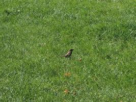 scienziato merlo comune. nome turdus merula uccello animale foto