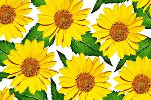 fiori gialli di girasoli isolati su sfondo bianco foto