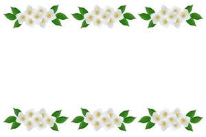 ramo di fiori di gelsomino isolati su sfondo bianco. molla foto