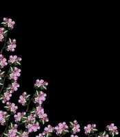 albicocche a ramo fiorito foto