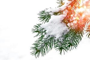 alberi innevati. ramo di abete isolato su sfondo bianco. foto