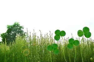 foglie di trifoglio verde su uno sfondo paesaggio estivo foto