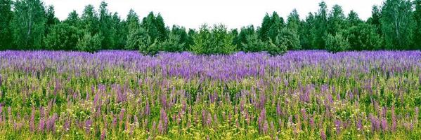 paesaggio estivo con bellissimi fiori di lupino luminosi foto