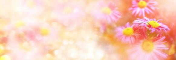 fiori di crisantemo colorati su uno sfondo del paesaggio autunnale foto