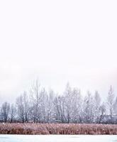 foresta nel gelo. paesaggio invernale. alberi innevati. foto