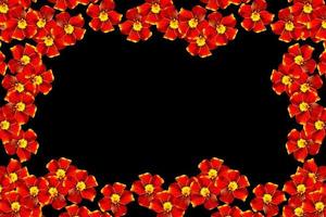 fiori di calendula isolati su sfondo nero foto