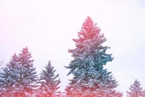 foresta invernale ghiacciata con alberi innevati. foto