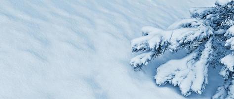 foresta invernale ghiacciata con alberi innevati. foto