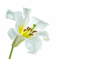 fiori di giglio luminosi isolati su sfondo bianco. foto