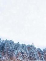 foresta invernale ghiacciata con alberi innevati. foto