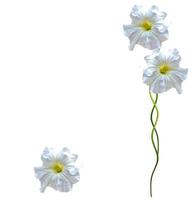 fiori colorati di gloria mattutina autunnali isolati su sfondo bianco foto