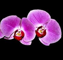 delicati fiori di orchidea isolati su sfondo nero. foto