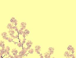 ramo di fiori di mela bianca foto