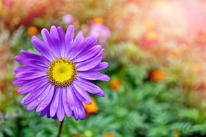 fiori colorati aster rosa su uno sfondo paesaggio estivo foto