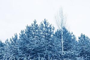 foresta invernale ghiacciata con alberi innevati. foto