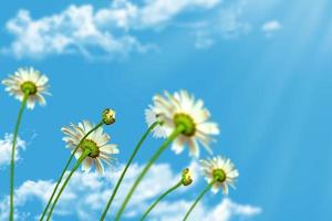 fiori di margherita su sfondo blu cielo foto