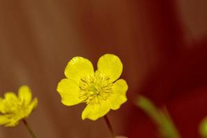 ranuncoli di fiori gialli brillanti foto