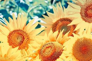 bellissimo campo di girasoli in estate foto